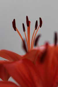 Close-up of day lily blooming outdoors