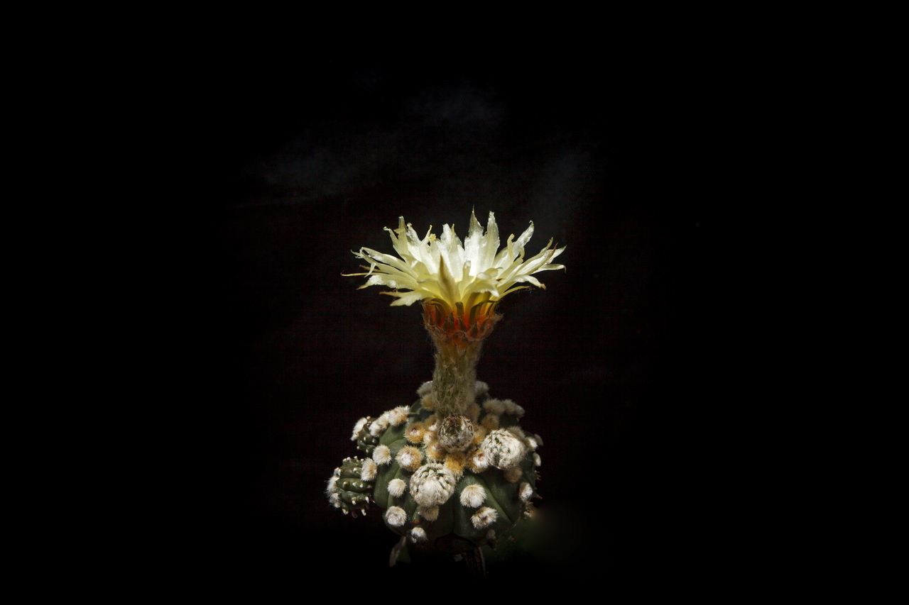 CLOSE-UP OF WHITE FLOWER IN BLACK BACKGROUND