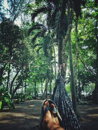 Low section of man relaxing in hammock at forest