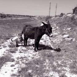 Dog by donkey on grassy field