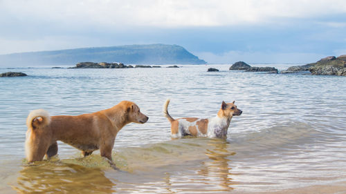 Two dogs are best friends and playing in the water