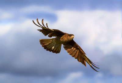 Low angle view of eagle flying against sky