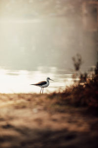 Bird flying over lake