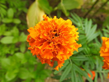 Close-up of orange marigold flower