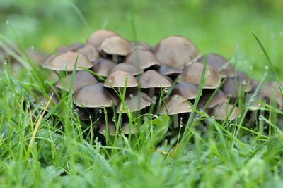 Close-up of mushroom growing on field