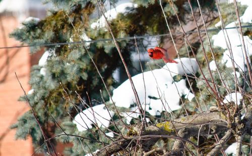 Close-up of bird perching on tree