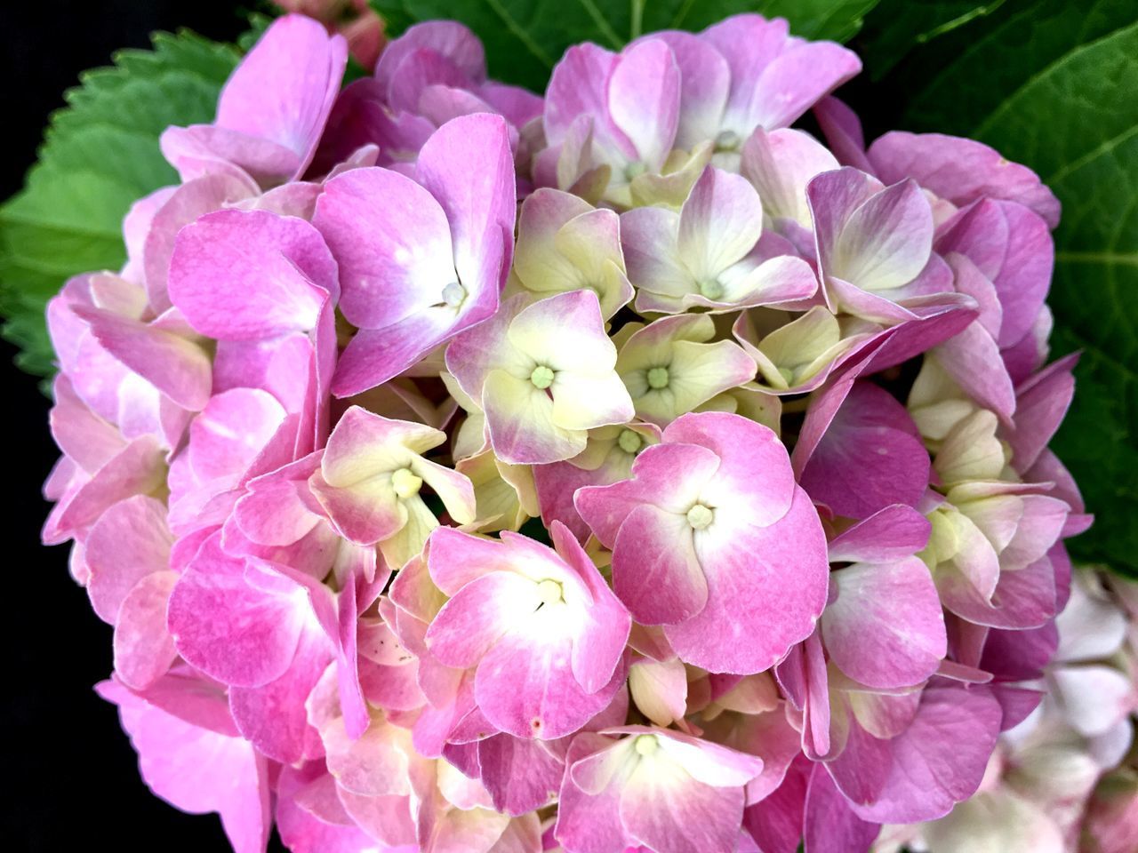 CLOSE-UP OF PINK HYDRANGEAS