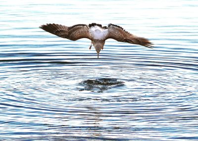 View of birds in water