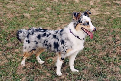 Portrait of a dog standing on field