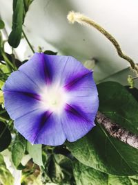 Close-up of purple flowers blooming outdoors