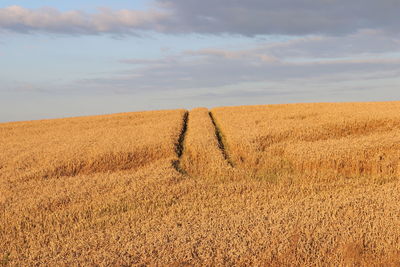 Scenic view of agricultural field against sky