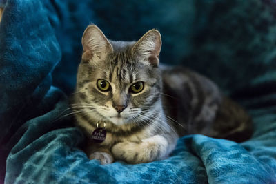 Portrait of kitten sitting