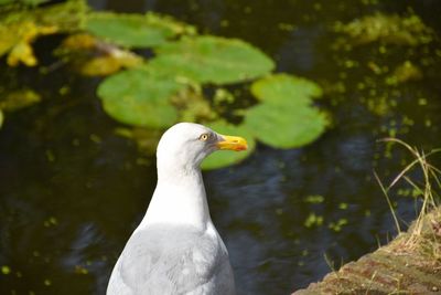 Close-up of duck in lake