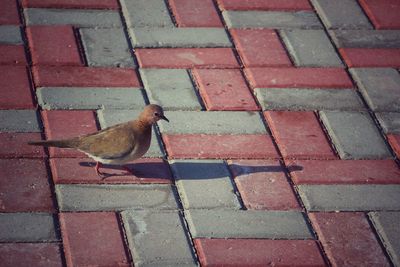 Cat on brick wall