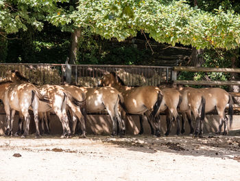 Horses on field