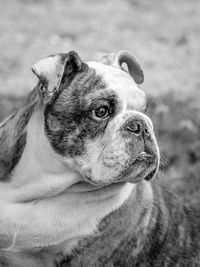 Close-up of dog looking away