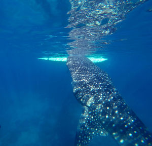 Fish swimming in sea