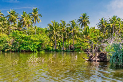 A dutch canal in negombo, sri lanka