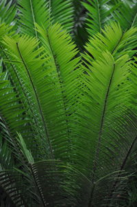 Full frame shot of fresh green plant