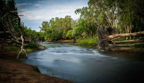 Scenic view of river amidst trees against sky