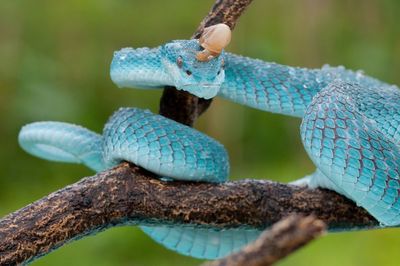 Close-up of lizard on branch