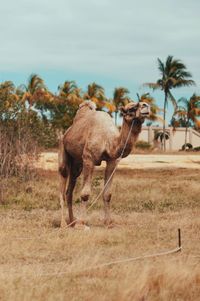 Giraffe on field against sky