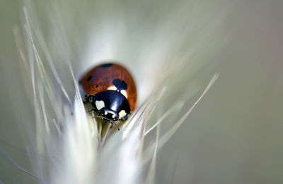 Macro shot of ladybug
