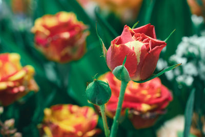 Close-up of rose plant