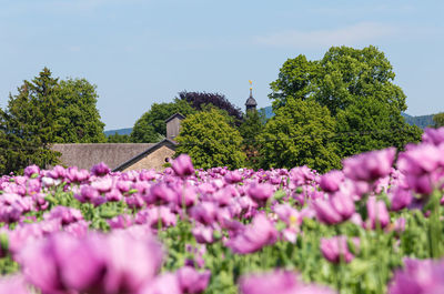 Close-up of pink flowering plants against sky