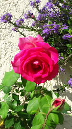 Close-up of red rose blooming outdoors