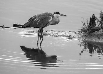 Side view of a bird in water