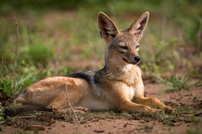 Black-backed jackal on grassy field