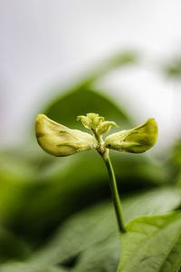 Close-up of green plant