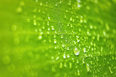 Macro closeup of beautiful fresh green leaf banana with drop of water after the rain in morning sun