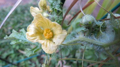 Close-up of yellow flowering plant