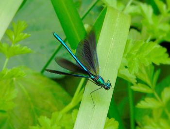 Close-up of insect on leaf