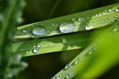 drop