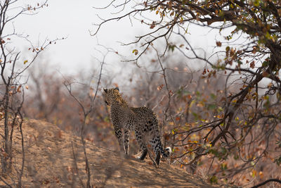 View of a cat on tree