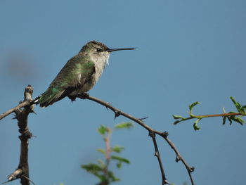 Low angle view of bird perching on tree against sky