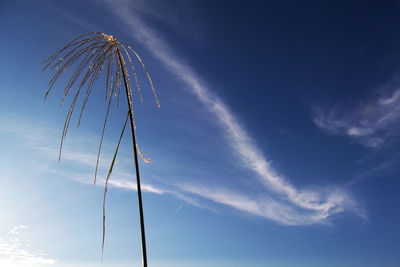 Low angle view of palm tree against blue sky