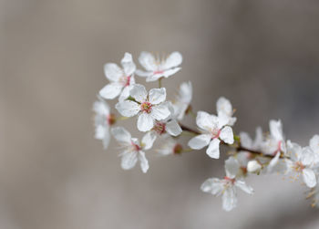 Close-up of cherry blossom