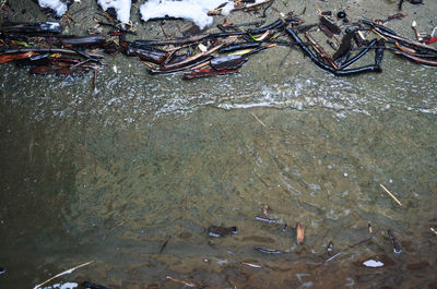 High angle view of turtle in water