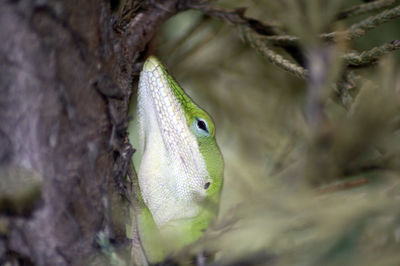 Close-up of lizard on tree