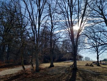 Bare trees on field against sky