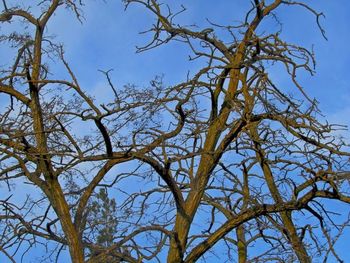 Low angle view of bare tree against blue sky