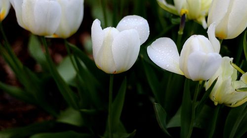 Close-up of white flowers