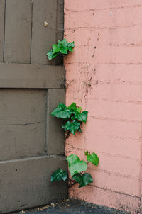 Close-up of plant growing on wall