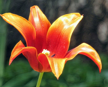 Close-up of orange lily