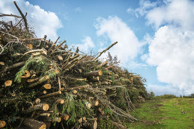 Low angle view of trees on field against sky