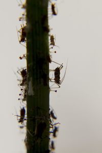 Close-up of insect on plant